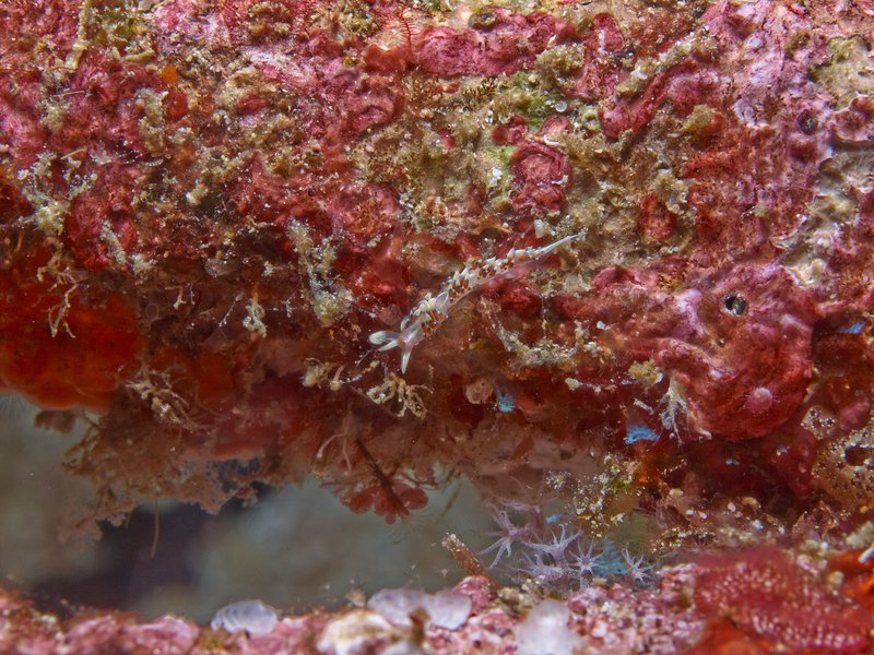 Nudibranch, Arus Balee